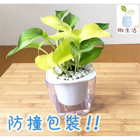 淨化廁所植物|【適合放廁所的植物】打造清新綠意淨化空氣 